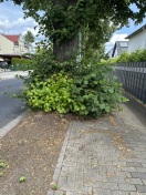 Foto: Bewuchs blockiert weg 