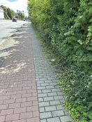 Foto: Fußweg stark bewachsen 