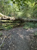 Foto: Umgestürzte Baum blockiert Wanderweg 