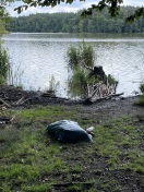 Foto: Illegale Müllablagerung am Mühlenbecker See 