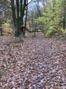 Foto: Umgestürzter Baum 