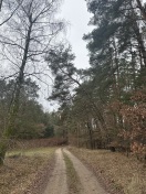 Foto: Baum droht in Warthe auf Weg zu Fallen  