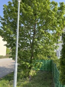 Foto: Baumschnitt immer noch ausstehend !!! 