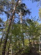 Foto: Toter Ast 