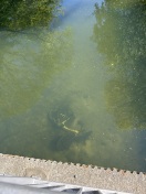 Foto: Fahrrad in der Spree  