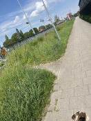 Foto: Rasenmäher  