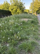 Foto: Mäharbeiten 