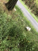 Foto: Kleinere Ladung (evtl) vom hänger gefallen 