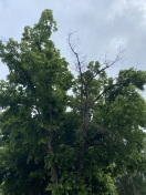 Foto: Trockene Äste in der Wiesenstraße 