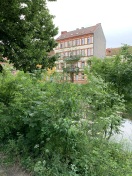 Foto: Giftpflnze 