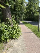 Foto: Fußweg zugewachsen 