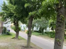 Foto: Bienen/ Wespen  