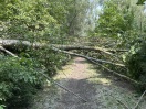 Foto: Umgestürzter Baum 