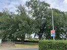 Foto:  Tote Äste Unfallgefahr 