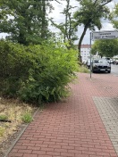 Foto: Hecke versperrt Radweg 