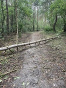 Foto: Baum auf Weg 