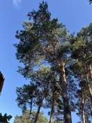 Foto: Baum  