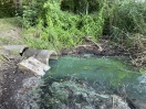 Foto: Regenwasserzufluss Ruppiner See ggf. verunreinigt oder Blaualgen 