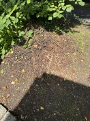 Foto: Grün- u. Trockenreisighaufen entfernen  