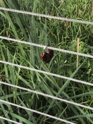 Foto: Unsachgemäße Behängung 