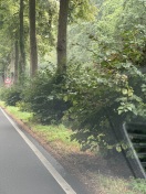 Foto: Baumtriebe wuchern in Straße 