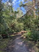 Foto: Wieder Baum auf Waldweg 