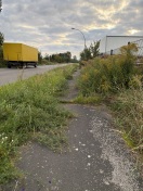 Foto: Unkraut in großen Mengen 