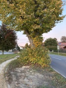 Foto: Baumschnitt/ Austriebe beschneiden 